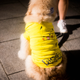Illustration for article titled In Photos: 2,000 Dancing Pikachus (And Their Fans) Take Over Yokohama, Japani/i